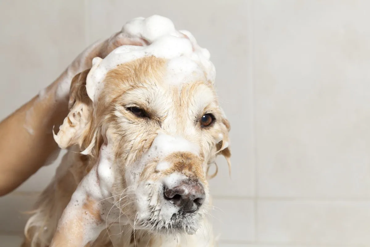 A groomer gently bathing a golden retriever in a calm, private Snout Studios bathing station