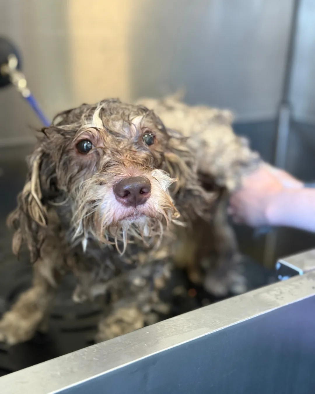 A doodle being gently bathed in a stainless-steel Waggz tub at Snout Studios