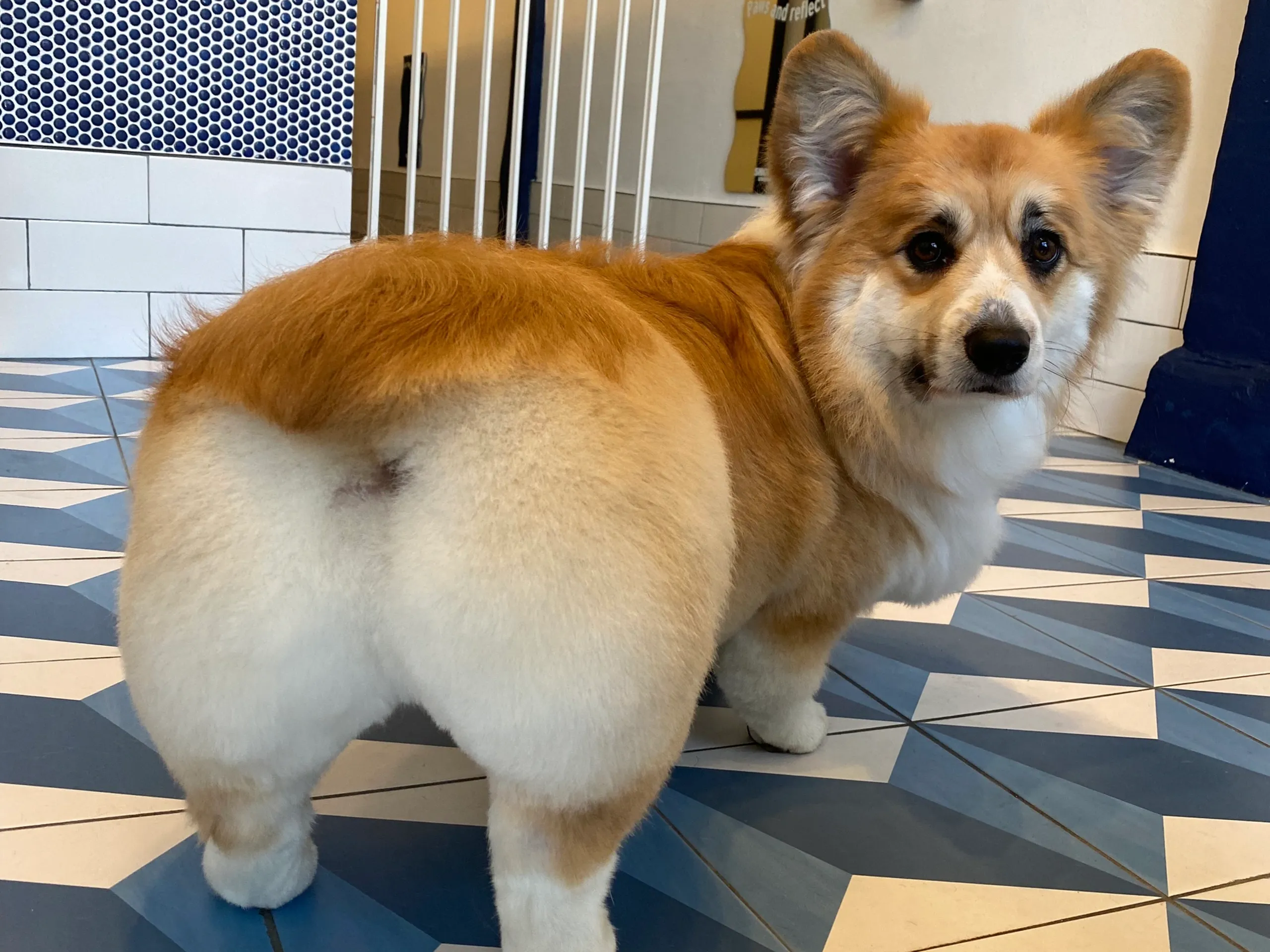 A freshly groomed corgi standing on the blue geometric-tile floor at Snout Studios Echo Park