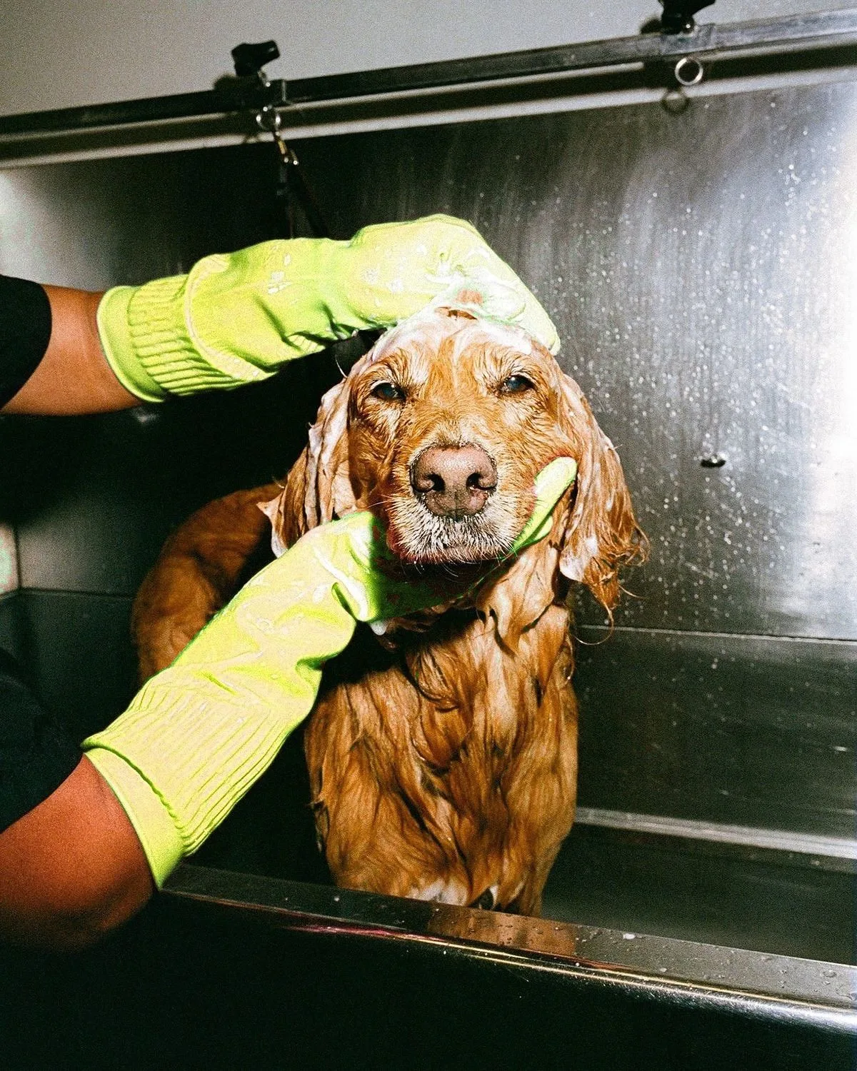 A groomer in green gloves washing a golden retriever in a stainless-steel bathing station at Snout Studios