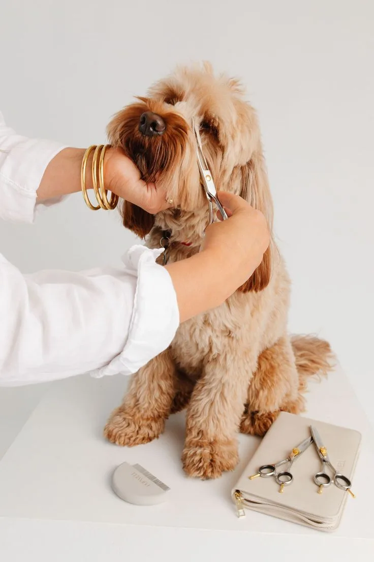 An independent groomer trimming a fluffy dog with professional scissors